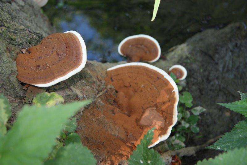 Lignicoli (Ganoderma resinaceum)
